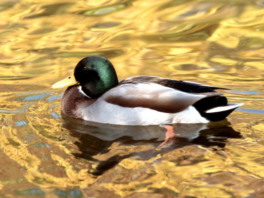 349702 (a): :1600x1200